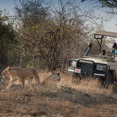 7 Day Zimbabwe Mana Pools Wild Dogs Safari Special With Nick Dyer
